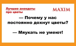 Лучшие анекдоты про цветы