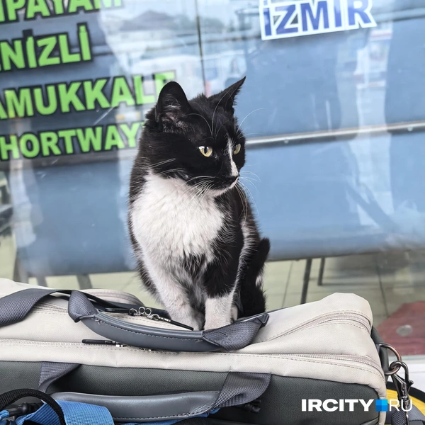 Котики в Турции совершенно не скромные: могут запрыгнуть на ваш багаж и в ус не дуть | Источник: Алена Кашпарова / «ИрСити»