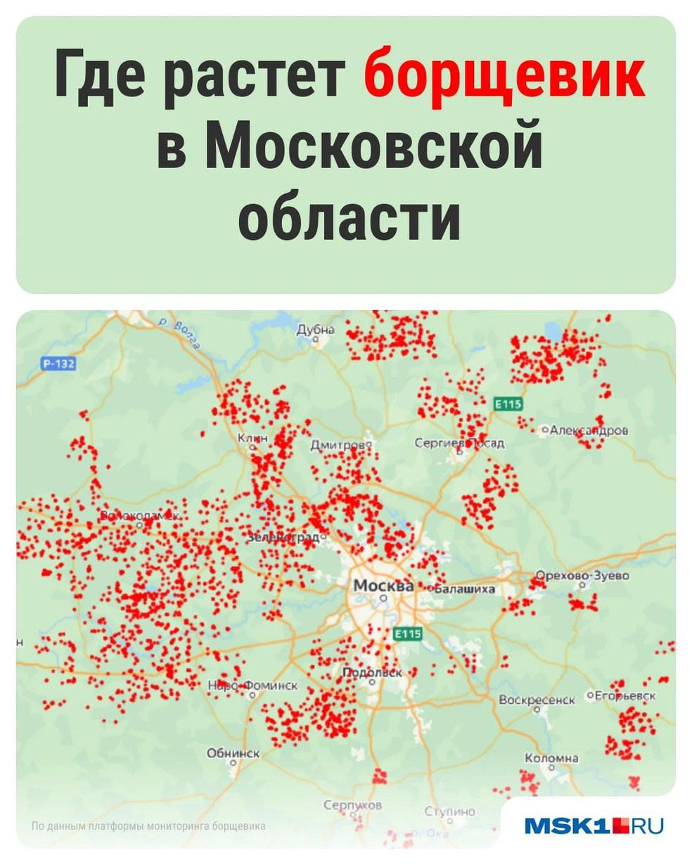 На этой площади распространяется борщевик в теплое время года | Источник: Серафима Пантыкина / Городские медиа