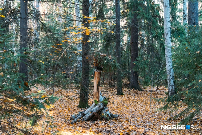 Мертвые деревья стоят так же, как и живые | Источник: Елена Латыпова / NGS55.RU