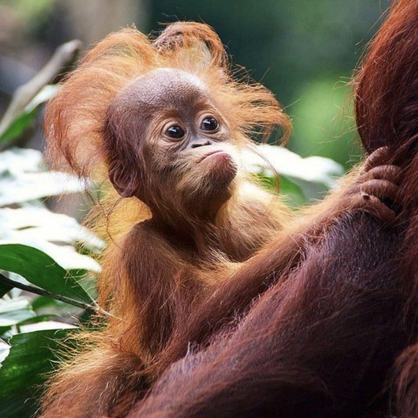 Источник: Соцсети