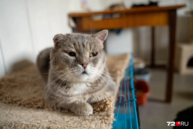 Есть в приюте и старички, хоть их и немного | Источник: Илья Чикотин / 72.RU