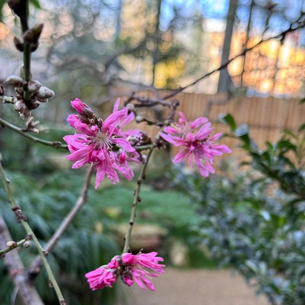 Источник: Ботанический сад Петра Великого. Санкт-Петербург / Телеграм