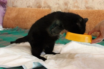 Кот Аршан передвигается на задних лапках и не чувствует себя неполноценным | Источник: Елена Гасанова