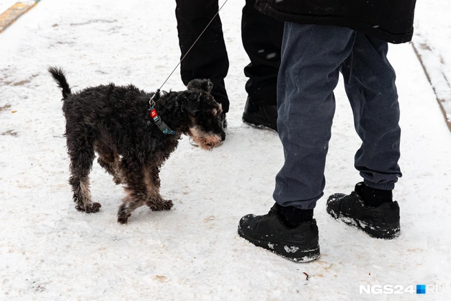 Ближайшая собачья площадка в «Солнечной поляне», но на своих четырех животному до туда далеко | Источник: Мария Ленц / NGS24.RU