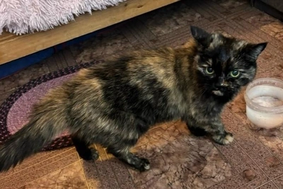 В Новосибирске ищут дом кошке, оставшейся после смерти хозяйки