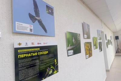В Рязани открылась выставка «Пернатые соседи»
