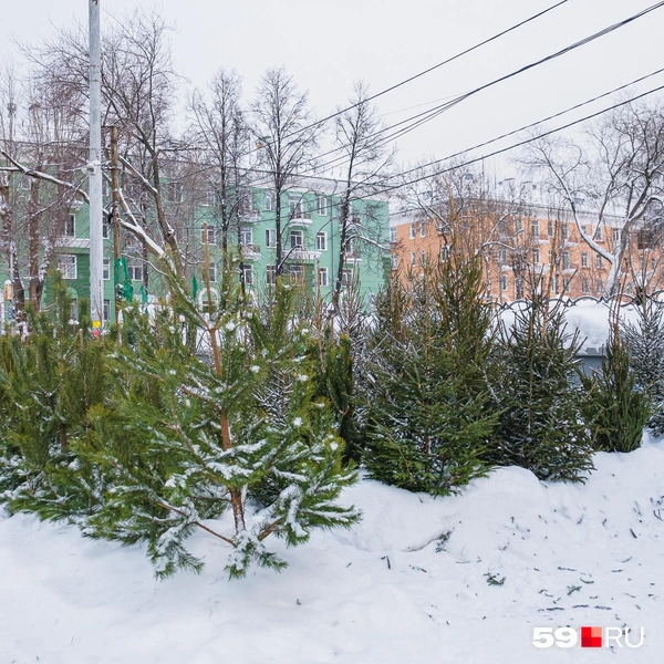 Деревья стоят и немного дальше от ДК, на Белинского | Источник: Тимофей Калмаков / 59.RU