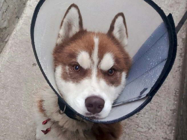 Ольга подобрала собаку на улице и удивилась ее пристрастию к камням и бетону | Источник: читательница НГС