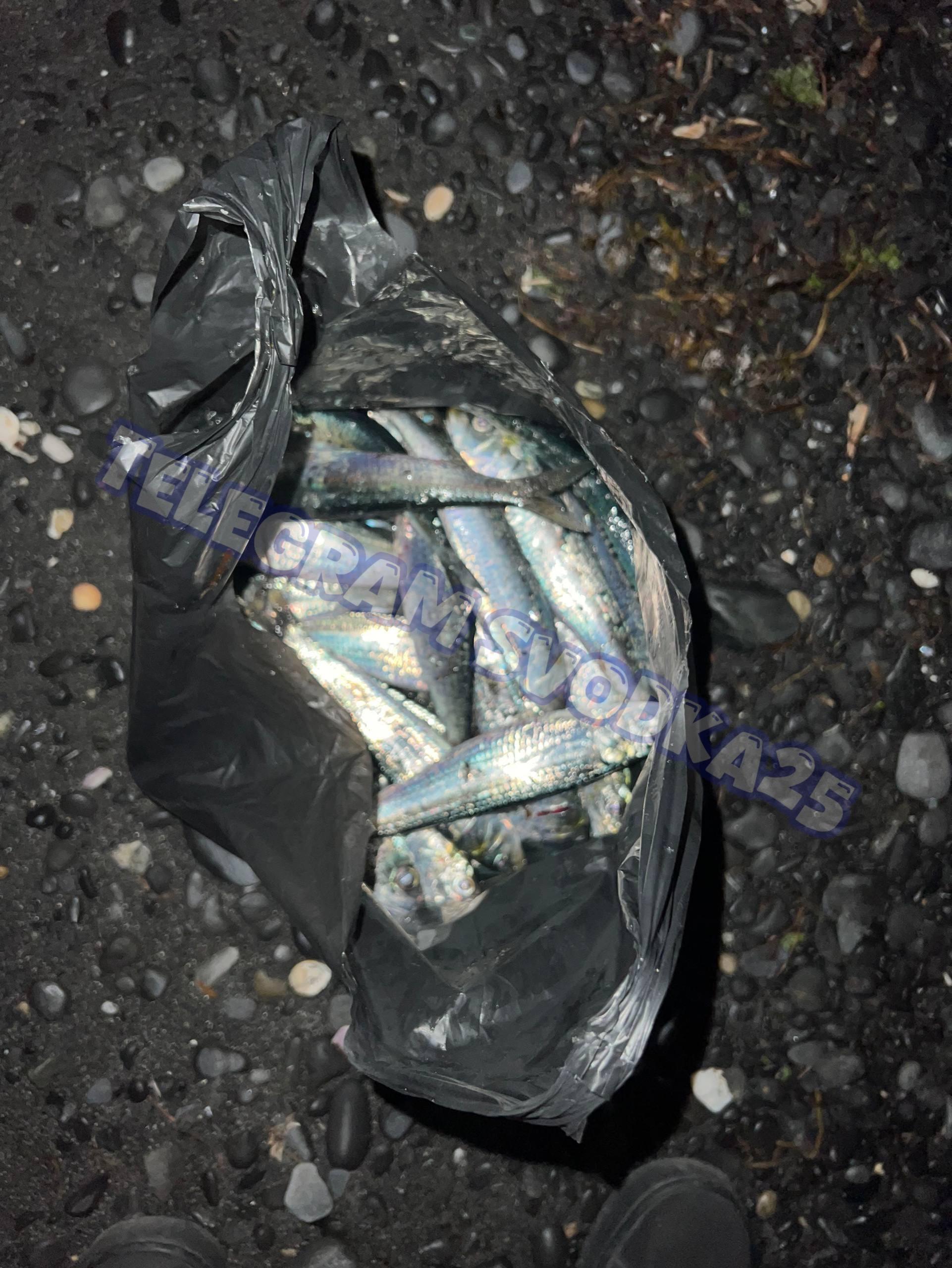 Даже удочки не понадобились: рыба массово выбросилась на пляж в Приморье. Ученый объяснил, с чем эт…
