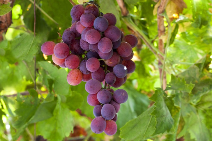 Запрет винограда лидия