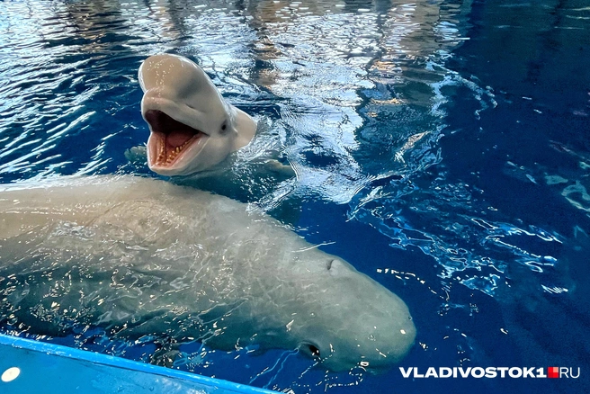 К человеку они относятся с добротой, но их доверие надо заслужить | Источник: Елена Буйвол / VLADIVOSTOK1.RU