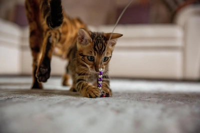 Опасности Нового года для домашних животных