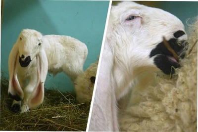 Faustine, a lamb with snow-white eyelashes, born at Novosibirsk Zoo