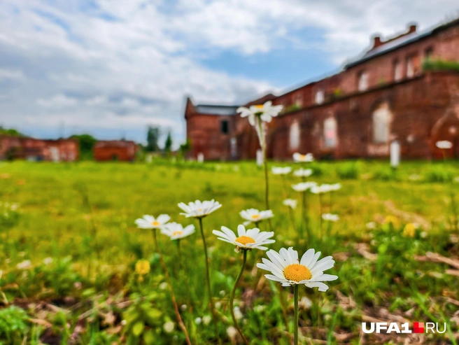 Ромашки цветут на фоне руин | Источник: Булат Салихов / UFA1.RU