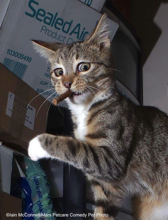 Источник: Comedy Pet Photography Awards