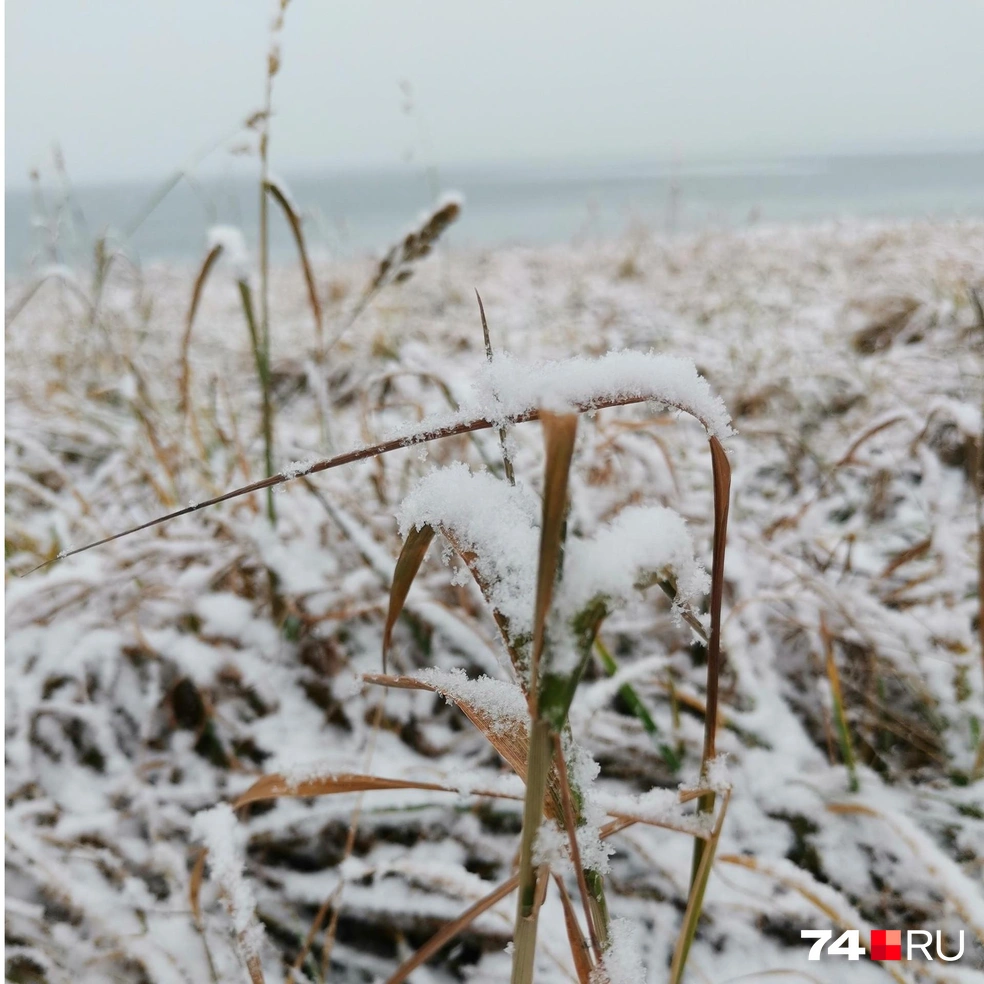 Под свежим снегом даже жухлый камыш на Смолино смотрится неплохо | Источник: читатель 74.RU