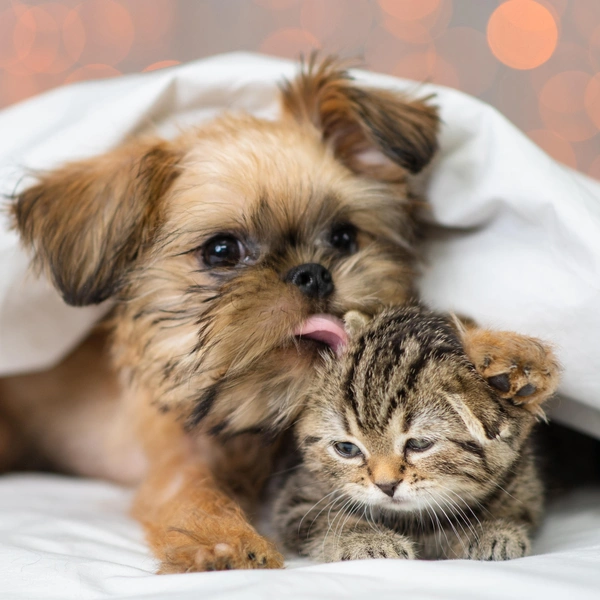 Источник: Shutterstock/Fotodom.ru