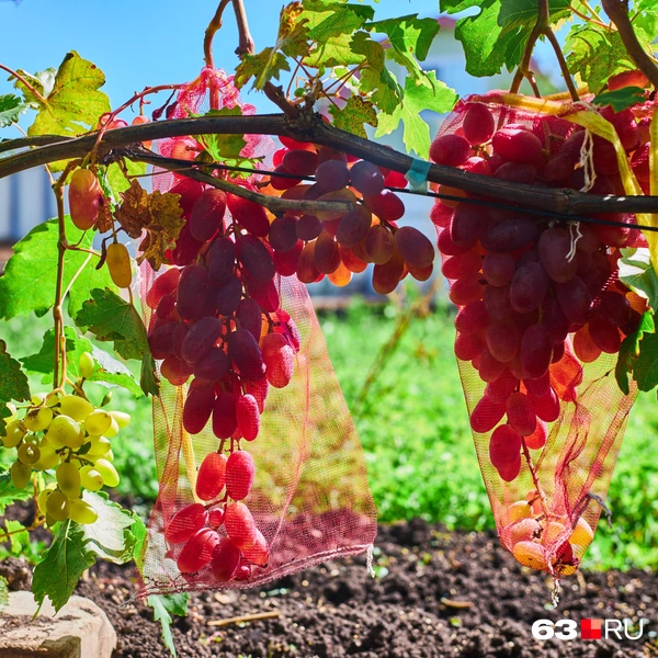 Источник: Роман Данилкин / 63.RU