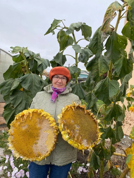 Петр рассказал, что они с сестрой поделились друг с другом урожаем | Источник: читатель НГС Петр