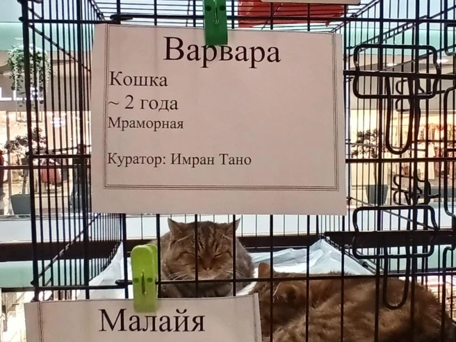 Сёстры Варя и Малайя из закрытого питомника шотландских кошек