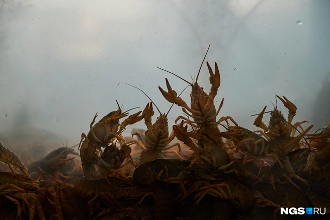 Источник: Александр Ощепков / NGS.RU