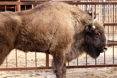 Зубриху из Беларуси привезли в нижегородский зоопарк