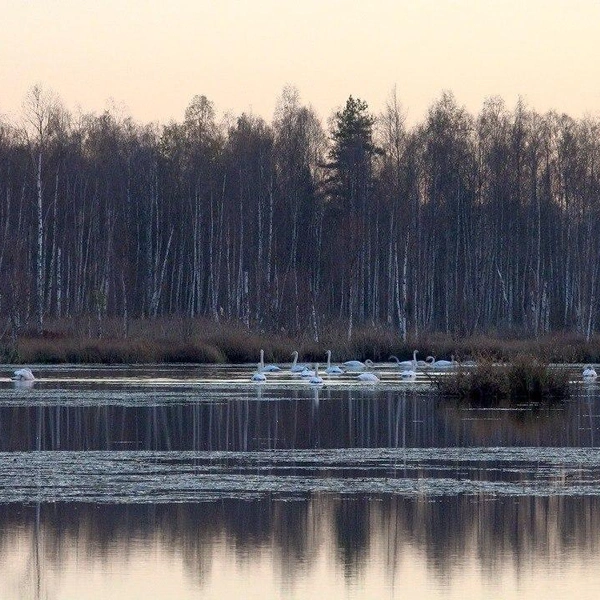 Источник: Каждой твари по паре/Telegram