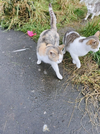 Источник: Виктория Астратова