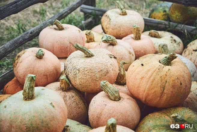 У тыквы сорта «Романтика» мякоть однородная, похожая на пюре | Источник: Роман Данилкин / 63.RU