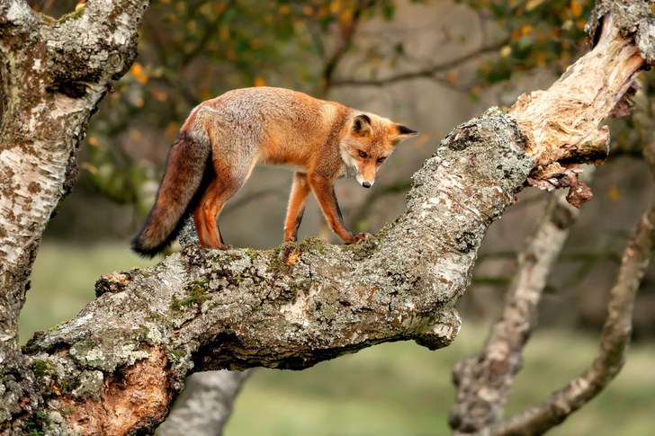 Койоты наступают: лисицы Северной Америки вспомнили, как лазить по деревьям