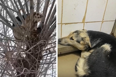 Собаку сняли с дерева в Омске с помощью снотворного