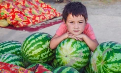 Арбузные регионы в России и СНГ: чем они отличаются и где вкуснее