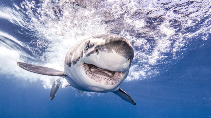 Количество нападений акул за последние 20 лет удвоилось