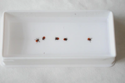 На Урале прогнозируют раннее нашествие клещей