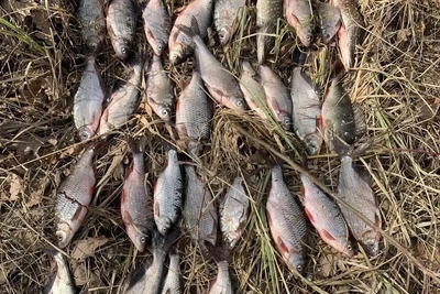 Браконьер задержан в природном заказнике «Чистые луга»