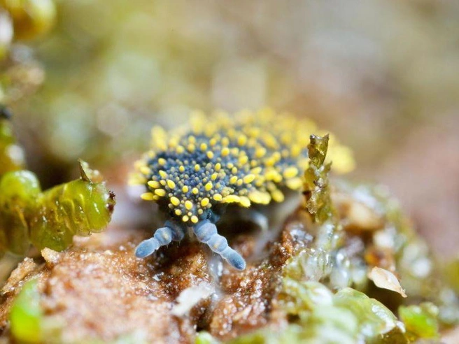 Гигантский пружинохвост Holacanthella spinosa из Новой Зеландии. | Источник: Andy Murray