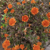 userpic__Beauty