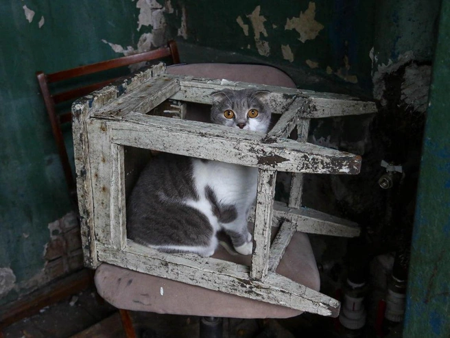Кошка устроилась в уютном месте для сна | Источник: Наталья Бурухина