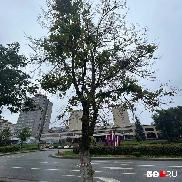 На стволе этого дерева&nbsp;— красная «С" | Источник: Александра Куляпина / 59.RU