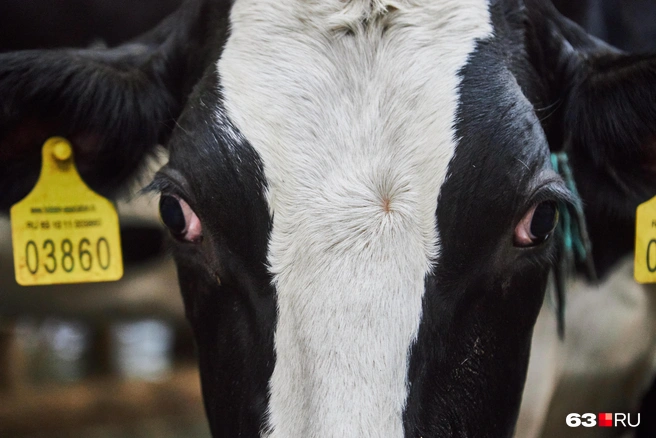 Хлопай ресницами и взлетай… | Источник: Роман Данилкин / 63.RU