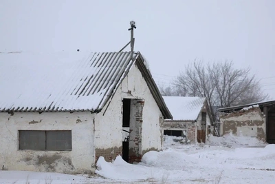 Омским фермерам еще не выплатили компенсации за пастереллез