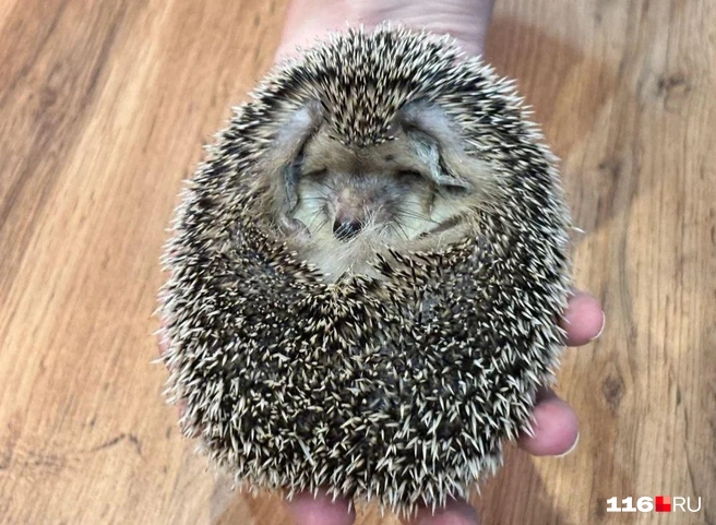 Некоторых ежей можно без проблем держать на ручках | Источник: Регина Алтынбаева/ 116 RU