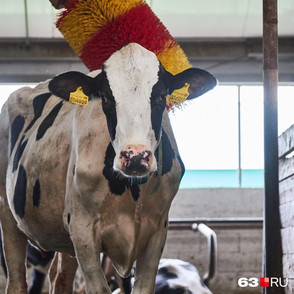 Источник: Роман Данилкин / 63.RU