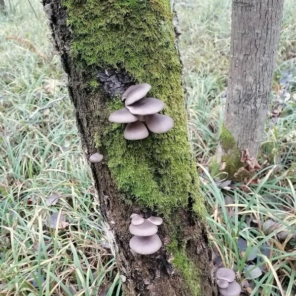 А вот такие колонии можно встретить в Коломенском районе | Источник: Кс К… / Грибы в Подмосковье 2025 / VK.com