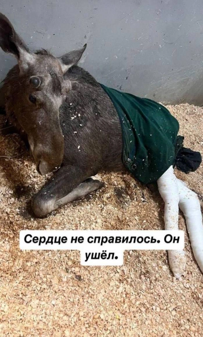 Источник: соцсети
