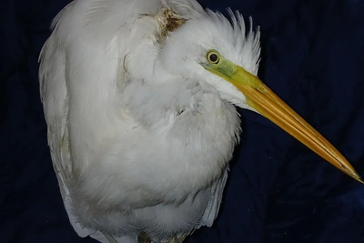 Ten shot, one survived: Volunteers fight for heron in Volgograd