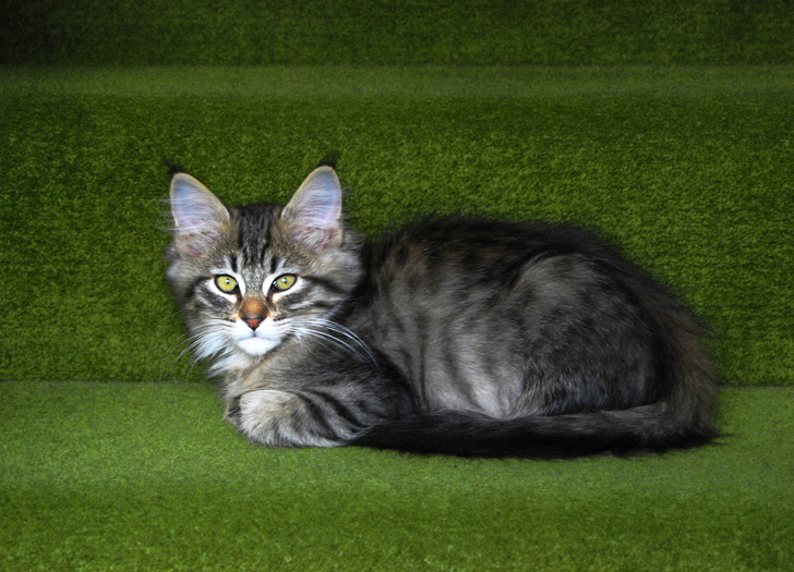 Фото №9 - Самые необычные породы кошек: 15 фото