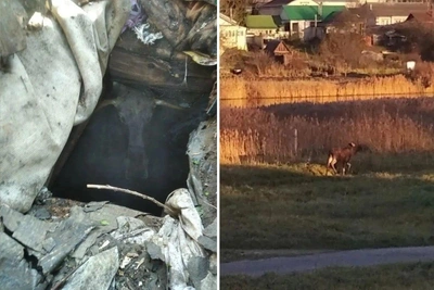 Лось провалился в погреб в Нижегородской области
