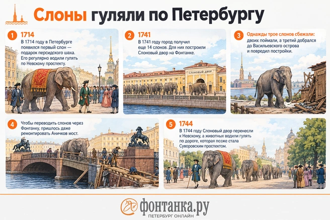 В XVIII веке слонов водили по петербургским улицам | Источник: Кирилл Григошин / «Фонтанка.ру»